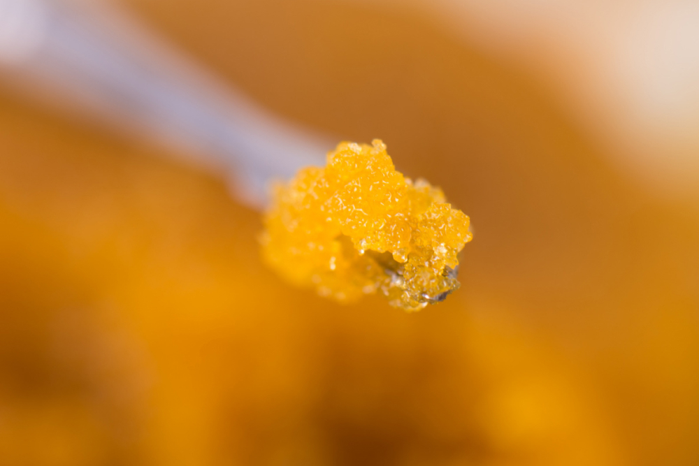 How to use wax - rushbudz